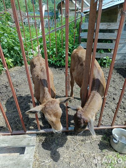 Телята, телка