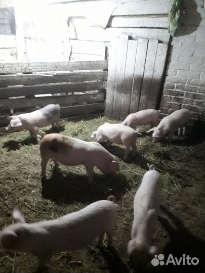 Поросенок ландрас