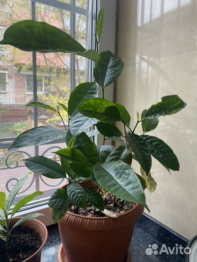 Джекфрут саженцы