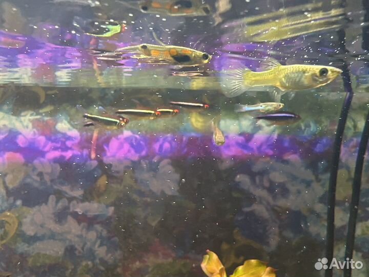 Гуппи неоны