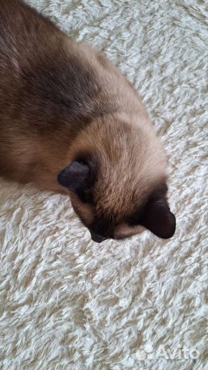 Отдадим кота