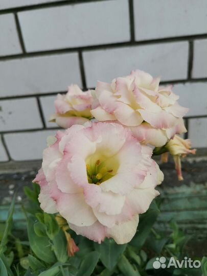 Эустома (лизиантус)