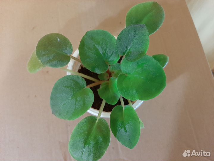 Хирита и фиалки