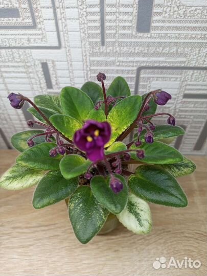 Сортовые фиалки мини