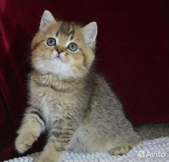 Золотые британчики