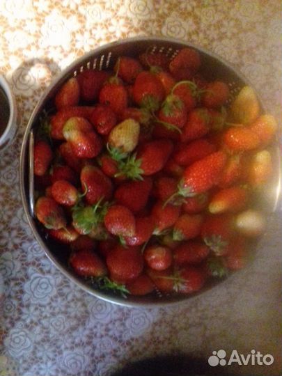 Рассада клубники