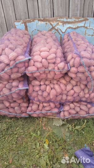 Продам картофель