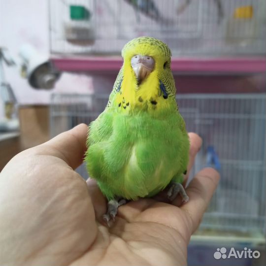 Попугай волнистый выставочный