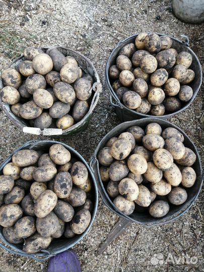 Продам картофель семенной