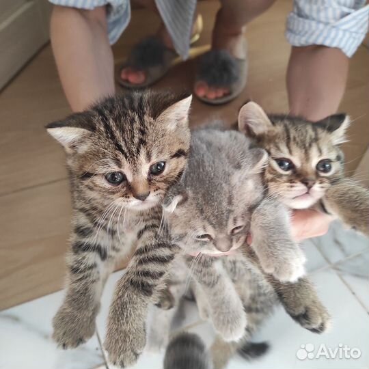 Шотландские котята