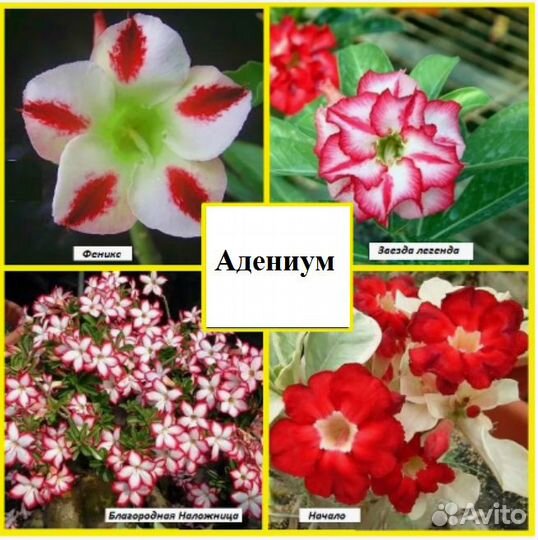 Адениум обесум (сеянцы)