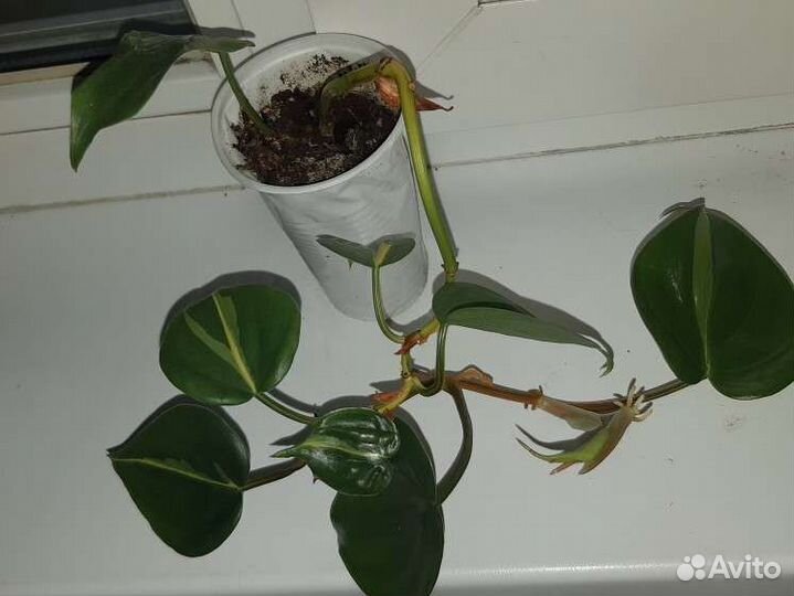 Филолендрон бразил