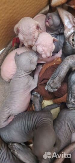 Канадский сфинкс