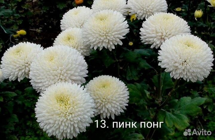 Хризантема куст