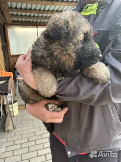 Щенок немецкой овчарки