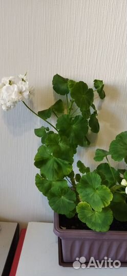 Герань (Пеларгония)