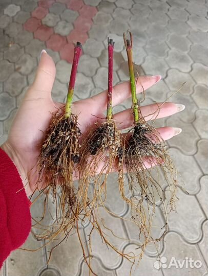 Рассада дерна элегантиссимо