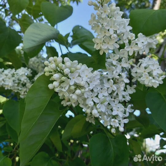 Сирень белая сортовая