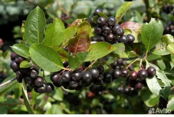 Черноплодная рябина черноплодка