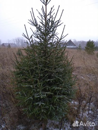 Елка новогодняя живая