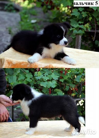 Бордер колли щенки