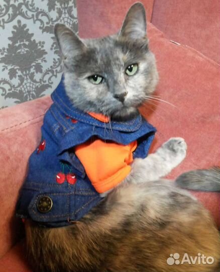 Одежда для очень маленькой собаки