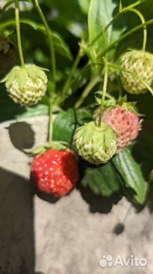 Рассада клубники