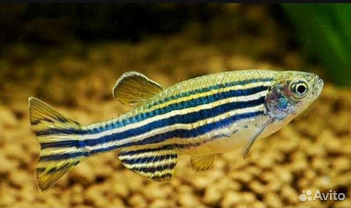 Аквариумные рыбы