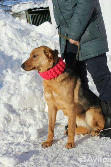 Умница Баффи устала жить в приюте