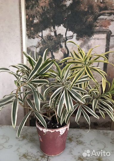 Драцена Сонг оф Индия