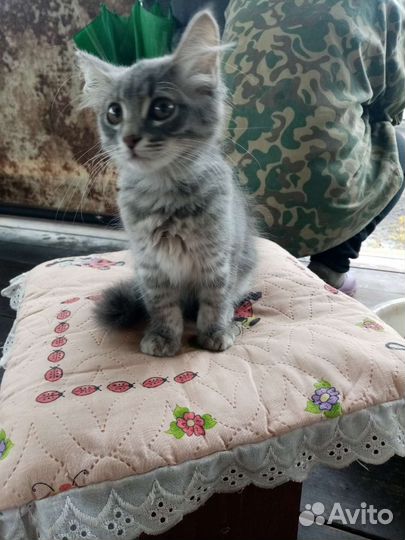 Кошка в дар бесплатно