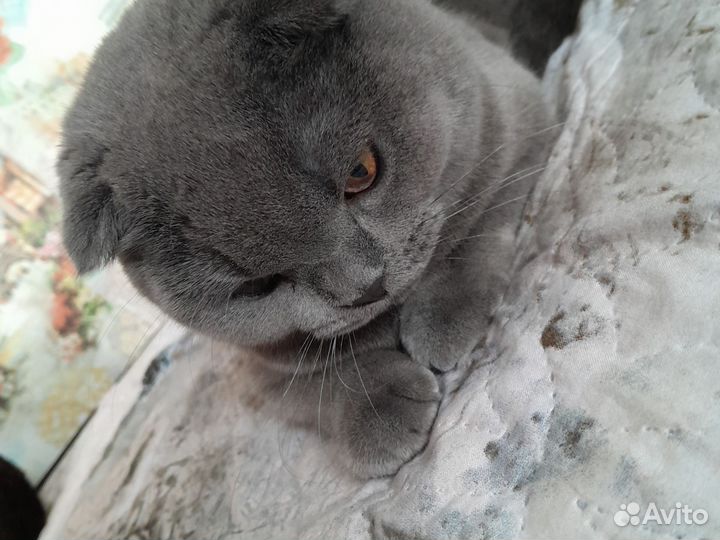 Британский вислоухий кот, отдам в хорошие руки