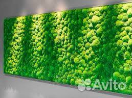 Фито стены и картины из стабилизированного мха. Пр
