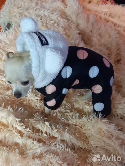 Куртка для собак мелких пород