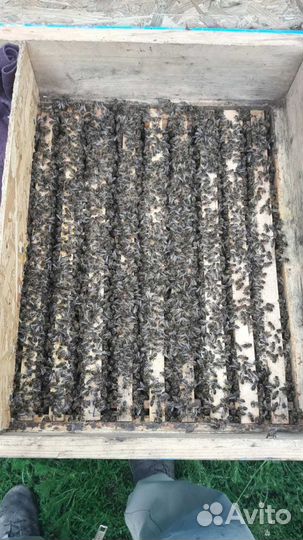 Пчелопакеты