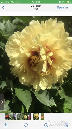 Пион ито-гибрид