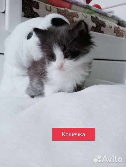 Котята
