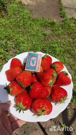 Рассада клубники усы