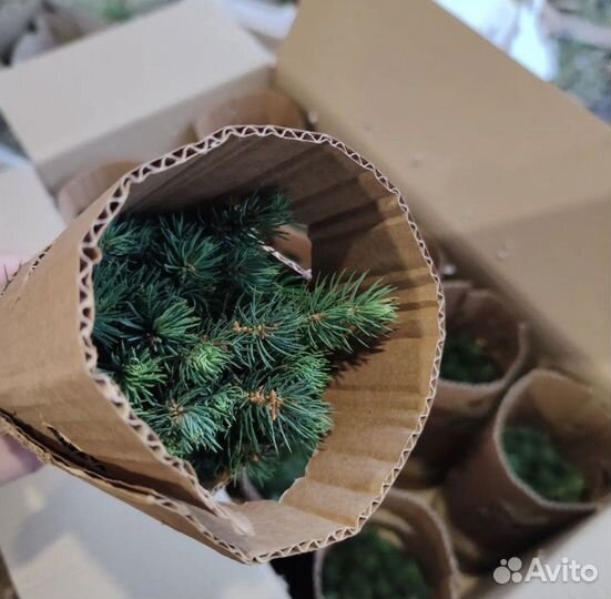 Саженцы хвойных растений