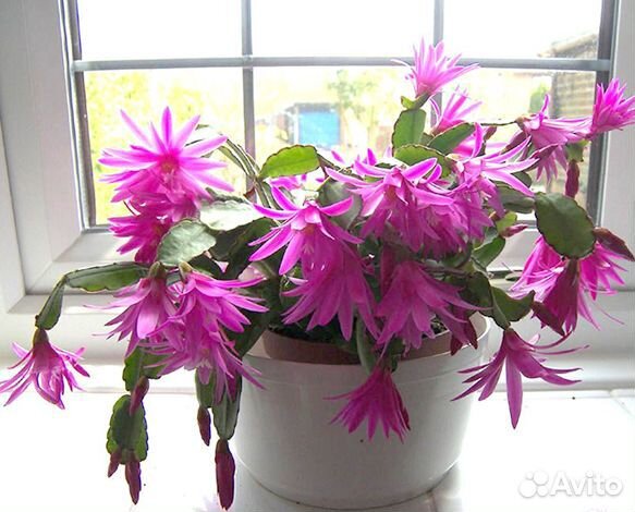 Рипсалидопсис R.rosea, укоренённые черенки