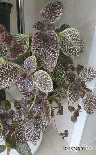 Эписции сортовые