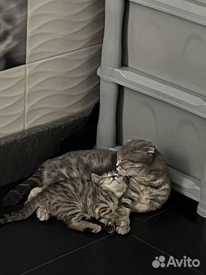 Шотландская кошечка