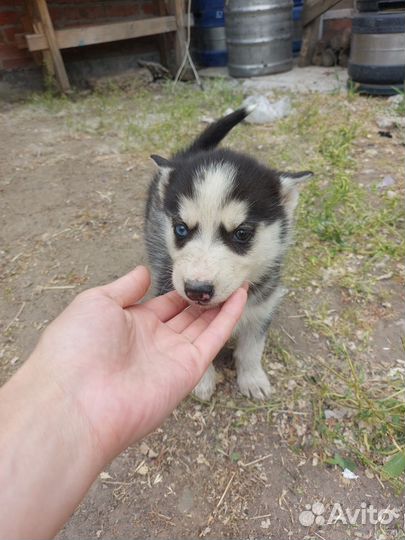 Щенки сибирской хаски