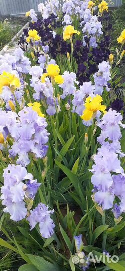 Ирисы бородатые