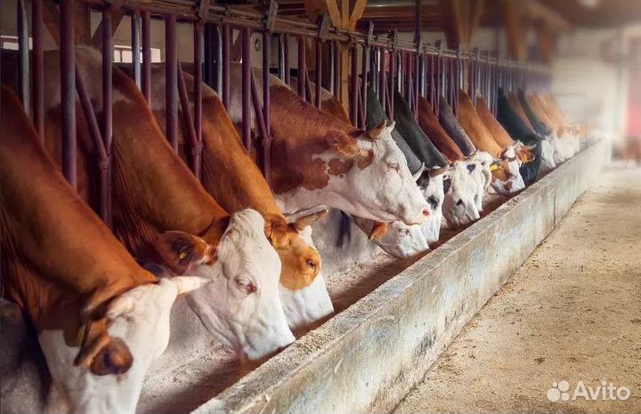 Комбикорм для откорма Телят, Бычков