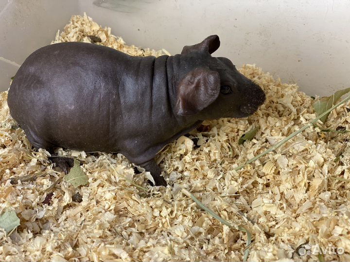 Заморская свинка