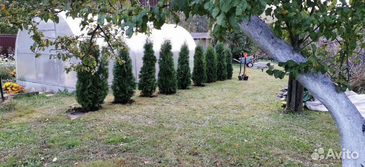 Туя западная Колумна 1.5-1.7 м