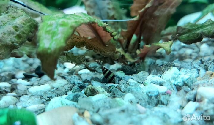 Улитки аквариумные Хелена