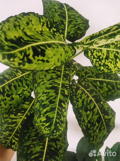 Диффенбахия Reflector (Рефлектор)