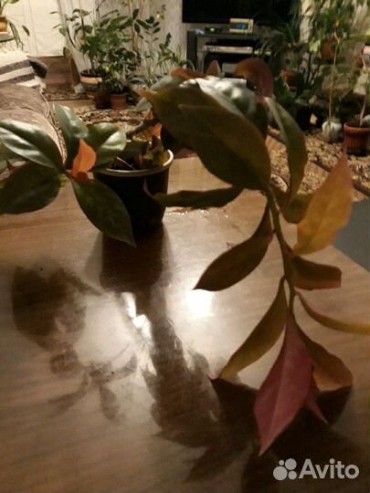 Эписция, алое, толстянка, переския хатиора и др